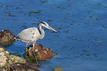 Great Blue Heron in shallow water searching for food. The primary food for great blue heron is small fish it is also known to opportunistically feed on a wide range of shrimp, crabs, aquatic insects