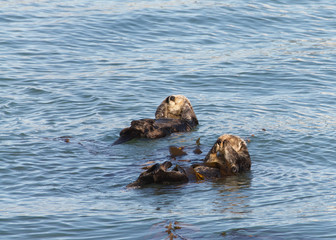 Fototapeta premium California Sea Otters grooming and playing in shallow ocean waters close to shore. Sea otters spend much of their time grooming. When eating, sea otters roll in the water frequently.