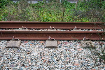 section of abandoned railroad tracks in front of bushes