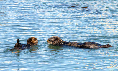 Fototapeta premium California Sea Otters grooming and playing in shallow ocean waters close to shore. Sea otters spend much of their time grooming. When eating, sea otters roll in the water frequently.
