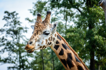 Portrait of Giraffe
