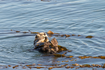 California Sea Otters grooming and playing in shallow ocean waters close to shore. Sea otters spend much of their time grooming. When eating, sea otters roll in the water frequently.