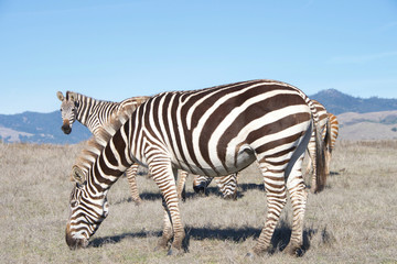 Fototapeta na wymiar zebras, adults and baby walking eating in drought parched wilderness. Zebras are generally social animals that live in small harems to large herds and have never been truly domesticated.