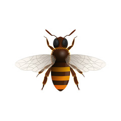 Flying honey bee isolated icon on white background. Insect symbol for natural, healthy and organic food production vector illustration in cartoon style