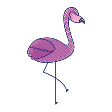 pink flamingo bird exotic image vector illustration draw design