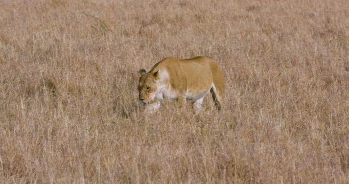 Lioness Walking In Long Grass; Maasai Mara 6 Sept Am; Maasai Mara, Kenya, Africa
