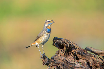 Bluethroat (Luscinia svecica) in Thailand