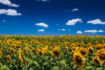 Fototapeta premium Sunflowers, Nobby, Queensland
