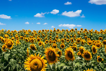 Sunflowers, Nobby, Queensland
