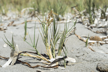 Close-up of the Prickly Drop-seed, Sporobolus pungens. It is a species in the grass family, characteristic of sandy soils. Photo taken in Santa Pola, Alicante, Spain
