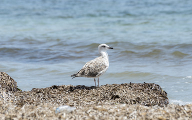Juvenile of Yellow-legged Gull, Larus michahellis, in a beach of Santa Pola, Alicante, Spain, by the Mediterranean Sea