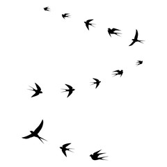 birds icons,birds flying,a set of swallows