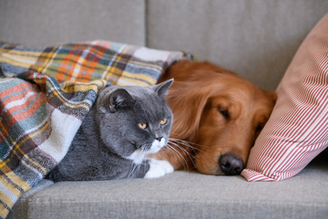 Golden Retriever sleeps with the cat