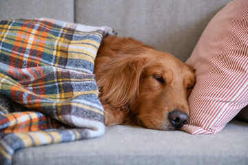 Golden retriever sleeping on the couch