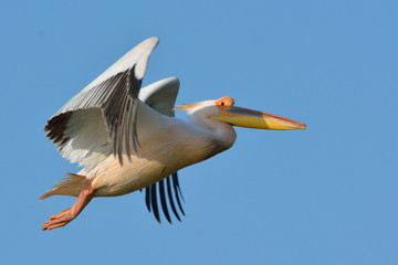 White Pelican (Pelecanus onocrotalus)