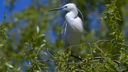 Little egret (Egretta garzetta)