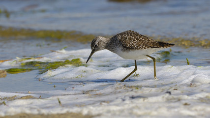 Wood sandpiper (Tringa glareola)