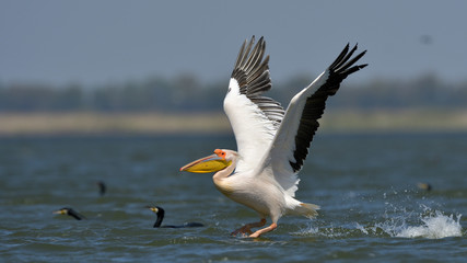 White Pelican (Pelecanus onocrotalus)