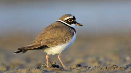 Little ringed plover (Charadrius dubius)