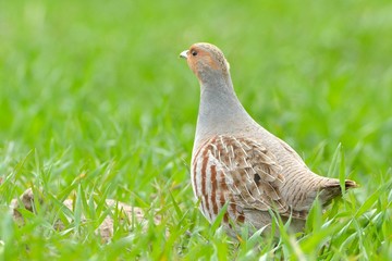 Grey Partridge (Perdix perdix)