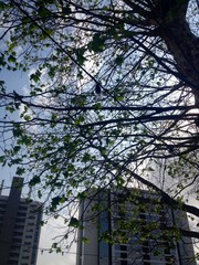 Natureza em meio a cidade