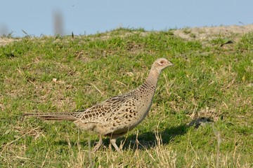 Ring-necked pheasant (Phasianus colchicus)