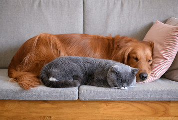 Golden Retriever sleeps with the cat