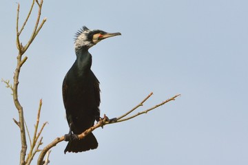 Great cormorant (Phalacrocorax carbo)