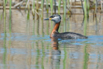 Red Necked Grebe on Water