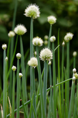 Garlic flowers