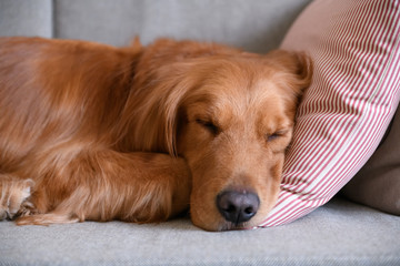 Golden retriever sleeping on the couch