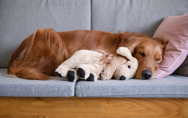 Golden Retriever sleeps with a toy puppy