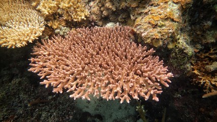 Naklejka na ściany i meble coral found at coral reef area at Tioman Island, Malaysia