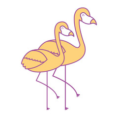 two flamingo bird exotic tropical animal image vector illustration yellow design