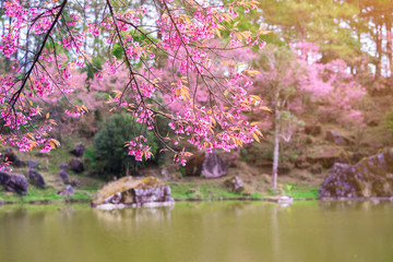 Landscape of pink Cherry blossom flower or Sakura flower with lake at Khun Wang Royal Project in Chiang Mai, Thailand.Wild Himalayan Cherry (Sakura Thailand), Chiang Mai, Thailand