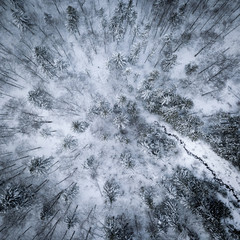 Drohnenaufnahme Wald im Winter