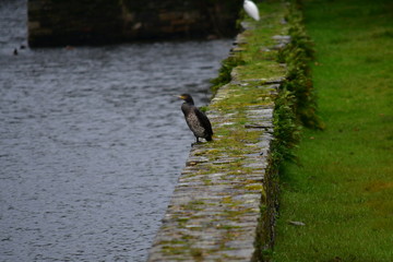 Grand cormorand
