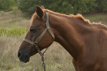 Obraz premium The Mare in the pasture. Horse grazing.