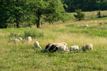 Obraz na płótnie Canvas Sheep Grazing in the Pasture