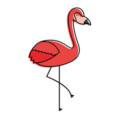 flamingo bird exotic animal image vector illustration