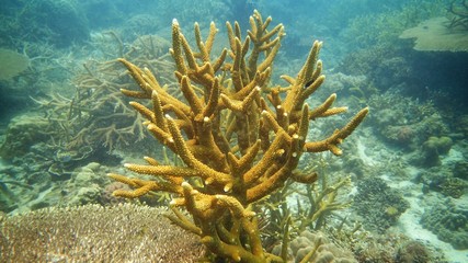 Naklejka na ściany i meble Coral found at coral reef area in Tioman island, Malaysia