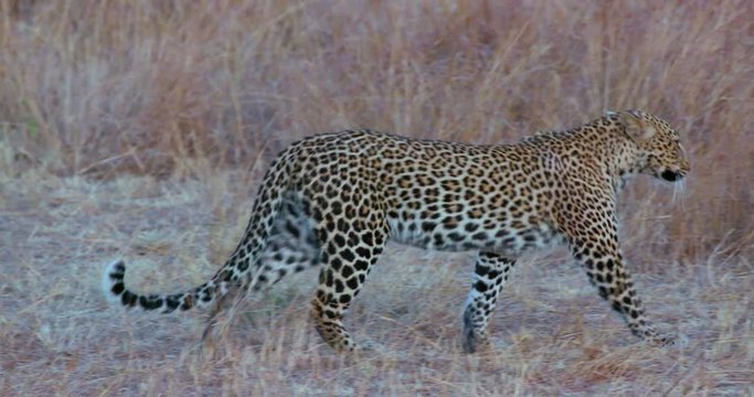 Leopard Walking In Long Grass; Maasai Mara 10 Sept 2016; Maasai Mara, Kenya, Africa