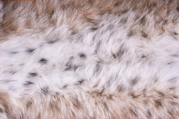Fragment of fur of Siberian wild lynx