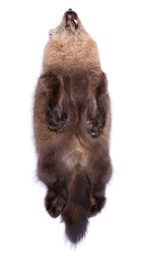 Beautiful Siberian Barguzin Sable On White Background