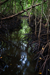 Mangrove forest in Jozani Chwaka bay National Park, Zanzibar, Tanzania