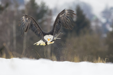flying bald eagle in winter