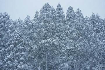 雪景色　冬イメージ
