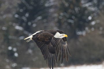flying bald eagle in winter