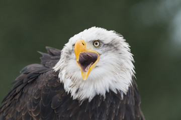 Obraz premium bald eagle head, screaming eagle