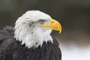 Fototapeta premium bald eagle portrait head